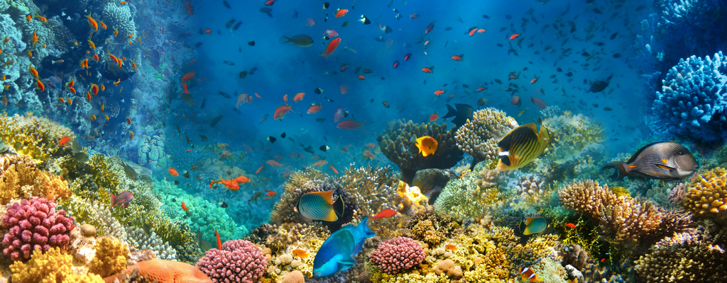 A coral reef teeming with marine life: schools of fish swim among the coral and plants in the clear blue ocean waters.