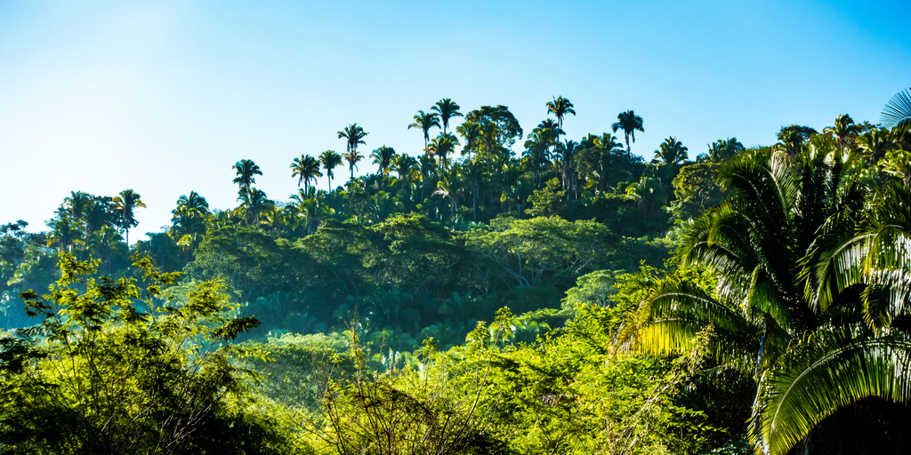 Skyline View Of Lush Green Rainforest On a Bright Sunny Day